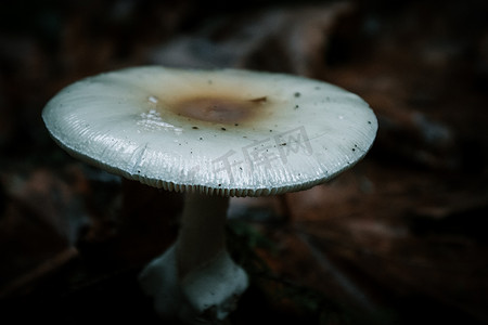 生长在森林里湿树干上的野生蘑菇