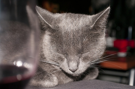 俄罗斯蓝小雌性家猫的肖像，睡在桌上，家里放着一杯红酒，特写，细节。