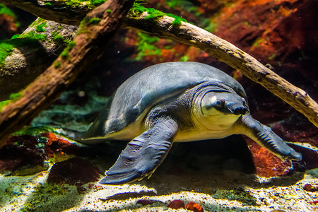 濒危动物摄影照片_一只猪鼻龟在水下游泳的美丽特写，来自澳大利亚的濒危动物