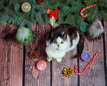 猫咪表情摄影照片_新年公寓铺着灰色和白色的小猫，铺在木地板上，上面装饰着圣诞装饰品和绿色的杉树枝
