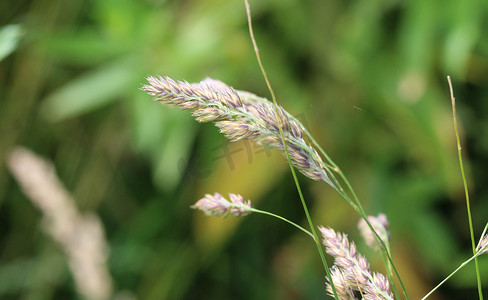 鸭茅草，也被称为鸡脚、果园草或猫草