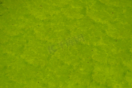 绿色水生植物摄影照片_维多利亚女王睡莲叶子的宏观特写，来自美国亚马逊盆地的热带水生植物，自然细节背景