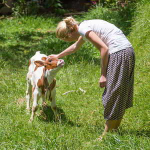 女人在草地上爱抚着可爱的小奶牛。