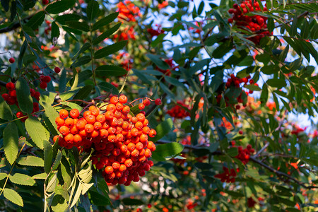 秋天花树摄影照片_夏末树上成熟的红色罗文束