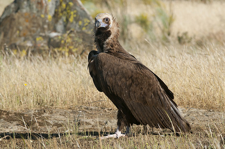 Cinereous (Eurasian Black) 秃鹫 (Aegypius monachus), Full Len