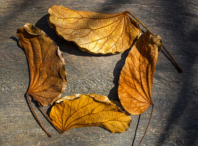 木头颜色背景背景摄影照片_木头上的金色树叶 (Bauhinia aureifolia)，树叶图案