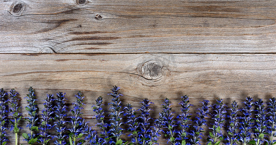 质朴木材上新鲜紫色春野花的底边