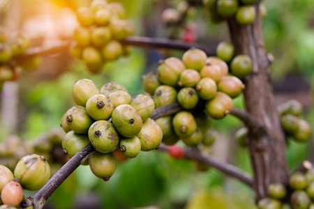 咖啡豆成熟，咖啡树上的新鲜咖啡豆