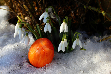 一个雪花摄影照片_雪花莲和一个复活节彩蛋