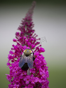 蜜蜂采花