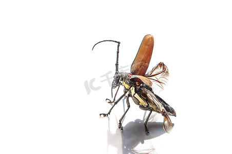 树蛀虫 (Batocera rufomaculata) 在白色背景下被隔离