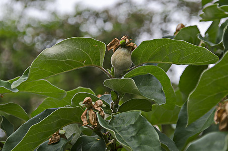 木瓜树的分支与新的绿色水果特写镜头，Drujba