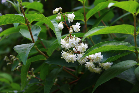 茉莉鲜花摄影照片_花园里的白茉莉