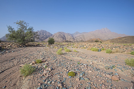 贫瘠的沙漠景观在炎热的气候中与灌木和树木