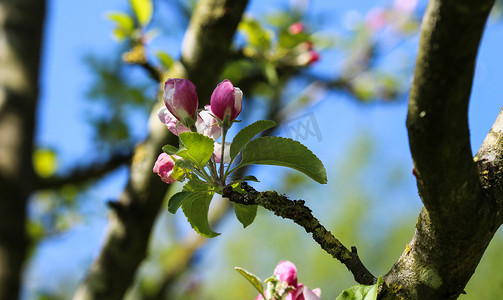 欧洲海棠 (Malus sylvestris) 树花，在春天开花