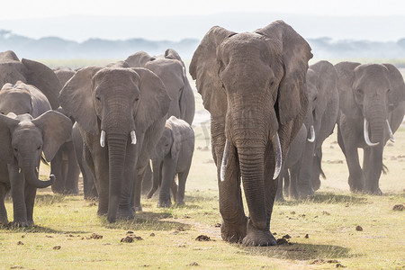 大桔大利摄影照片_肯尼亚安博塞利国家公园的野生大象群。