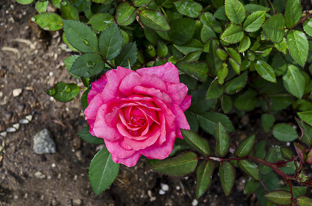 德鲁伊巴区天然室外花园盛开的粉红玫瑰丛