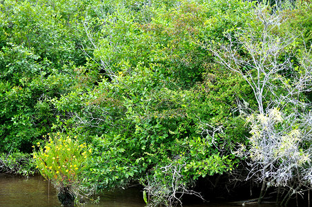 瓦卡莫河树 2