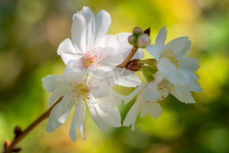 鲜花渐变摄影照片_彼岸樱桃、Prunus subhirtella