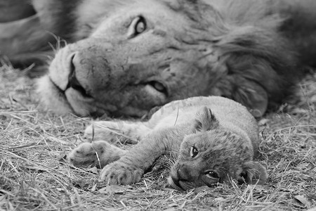 可爱的幼狮和父亲一起休息
