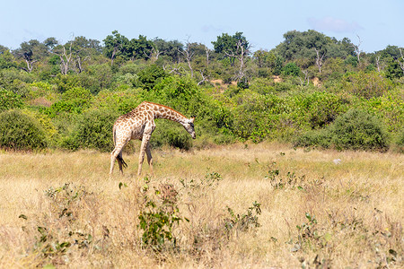 南非长颈鹿 Chobe，博茨瓦纳野生动物园