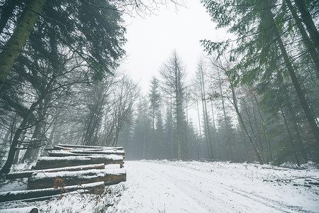 柴堆在有雪的有薄雾的森林里