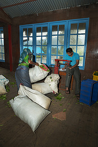 茶厂的茶叶作物称重