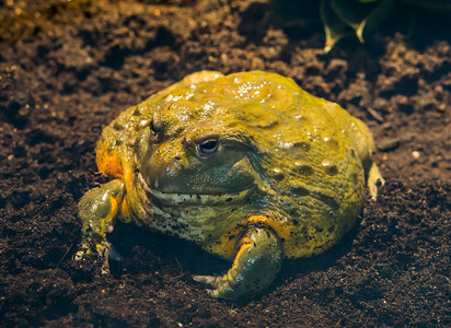 非洲牛蛙的特写，来自非洲的热带大两栖动物