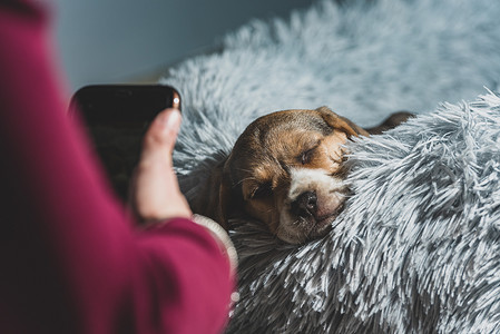 女人给一只躺在沙发上的小猎犬拍照