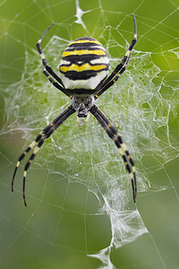 Spider-Wasp 在网络上挂起