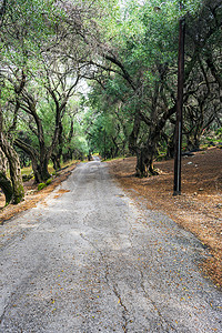 一条穿过希腊科孚岛橄榄林的小路，欧洲