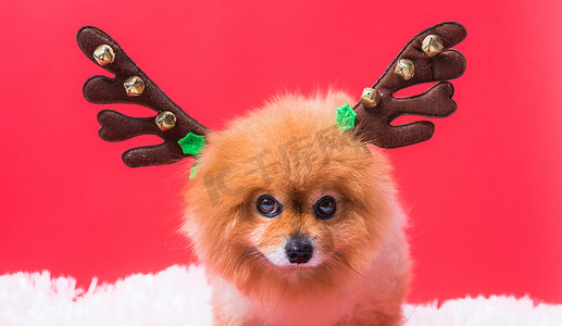 特写吉娃娃狗在驯鹿、圣诞鹿中的滑稽肖像