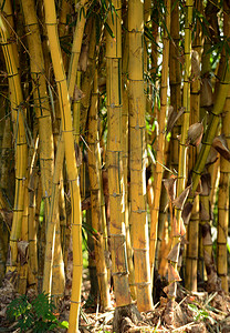生长在热带雨林中的竹子群