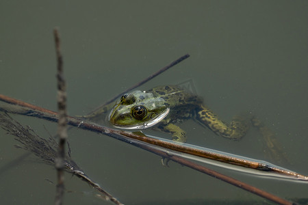 坐在水中的青蛙的特写镜头