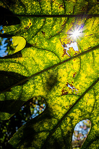 光透过树叶摄影照片_光透过叶孔闪耀。