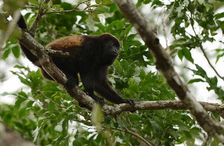 蜘蛛猴在中美洲丛林的自然栖息地