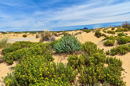 撒丁岛 - Piscinas 的鲜花沙丘
