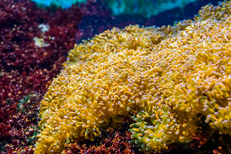 真叶海葵床、石珊瑚物种、水产养殖中流行的水族馆宠物、海洋生物背景
