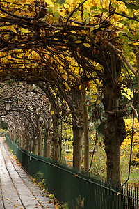 鸟笼步道中的秋季椴树
