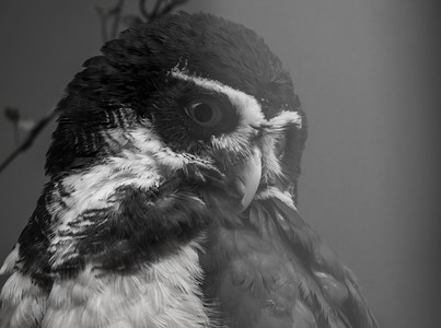 黑白相间的眼镜猫头鹰脸部特写，来自美国的热带鸟类
