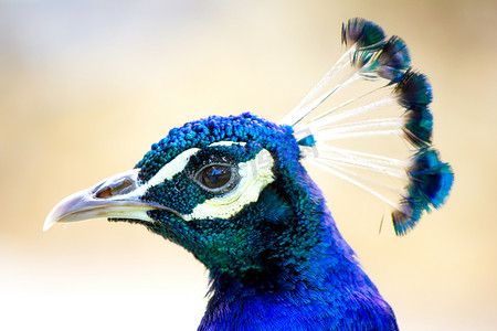 头上有美丽冠的蓝孔雀