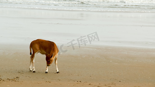 海滩上的小牛犊。
