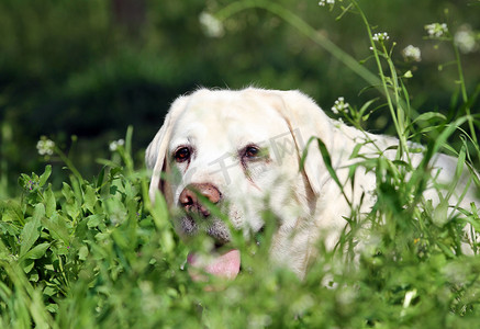 公园肖像中漂亮的甜黄色拉布拉多犬