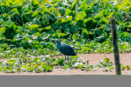 Moorhen 或沼泽母鸡的特写镜头，一只鸡大小的红嘴鸟在湖区收集食物，池塘上有开花的水葫芦（Eichhornia crassipes）。 