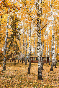 红色小路摄影照片_秋天黄红色森林中的风景，有小路和桦树复古风格