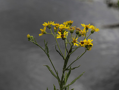 Jacobaea erucifolia 或白千里草花 (Senecio erucifolius) 在春天开花