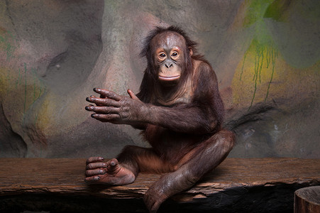 毛发动物摄影照片_猩猩 (Pongo pygmaeus) 的肖像