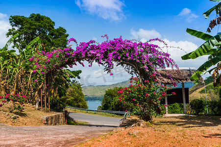 紫色花拱门摄影照片_紫色花拱门在泰国