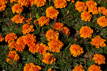 花坛中的橙色花朵。