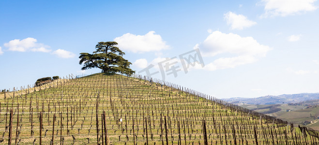 意大利皮埃蒙特地区的 Barolo 和 Barbaresco 乡村。